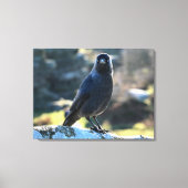 Jackdaw Canvas Afdruk (Voorkant)