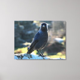Jackdaw Canvas Afdruk