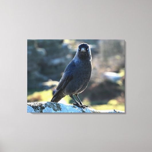 Jackdaw Canvas Afdruk (Voorkant)