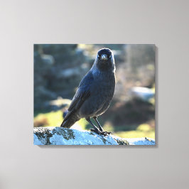 Jackdaw Canvas Afdruk