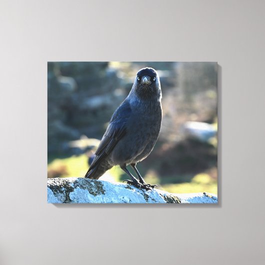 Jackdaw Canvas Afdruk (Voorkant)
