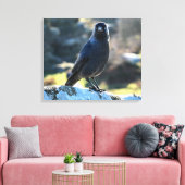 Jackdaw Canvas Afdruk (Insitu (Woonkamer))