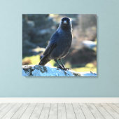 Jackdaw Canvas Afdruk (Insitu (Houten vloer))