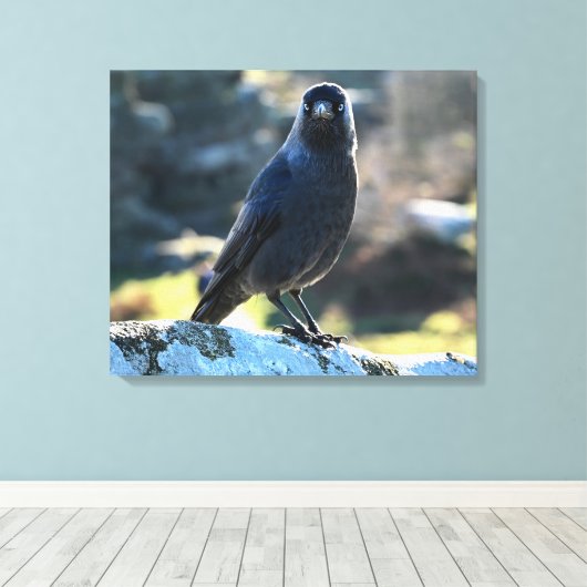 Jackdaw Canvas Afdruk (Insitu (Houten vloer))