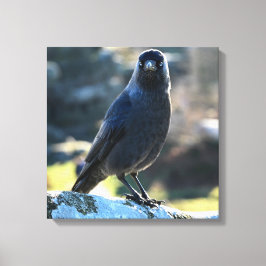 Jackdaw Canvas Afdruk