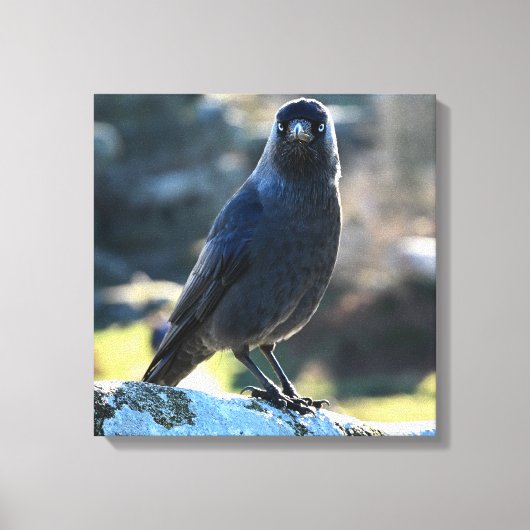 Jackdaw Canvas Afdruk (Voorkant)