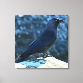 Jackdaw Canvas Afdruk