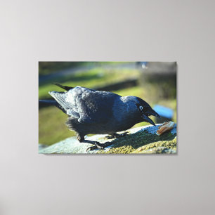 Jackdaw-eten Canvas Afdruk