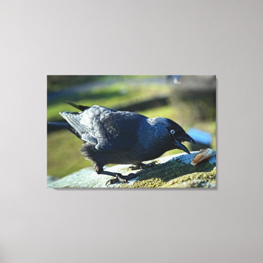 Jackdaw-eten Canvas Afdruk (Voorkant)