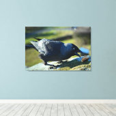 Jackdaw-eten Canvas Afdruk (Insitu (Houten vloer))