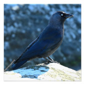 Jackdaw Foto Afdruk (Voorkant)