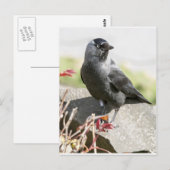 jackdaw.jpg briefkaart (Voorkant / Achterkant)