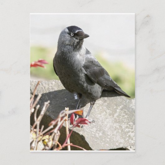jackdaw.jpg briefkaart (Voorkant)