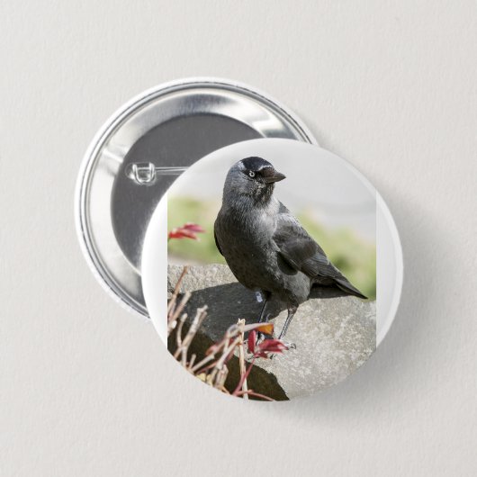 jackdaw.jpg ronde button 5,7 cm (Voorkant /achterkant)