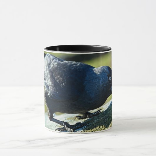 Jackdaw Mok (Midden)