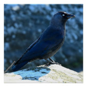 Jackdaw Perfect Poster (Voorkant)
