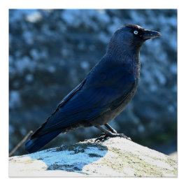Jackdaw Perfect Poster