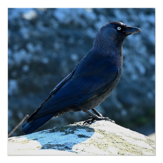 Jackdaw Perfect Poster (Voorkant)