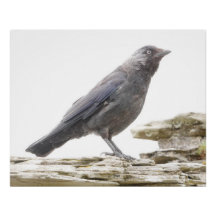 Jackdaw-Poster