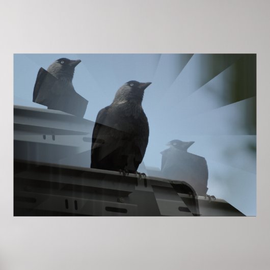 Jackdaw-Poster Poster (Voorkant)