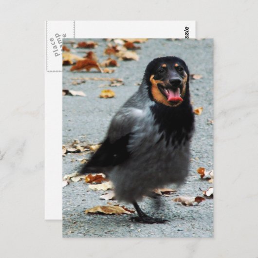 Jackdog Briefkaart (Voorkant / Achterkant)