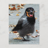 Jackdog Briefkaart (Voorkant)