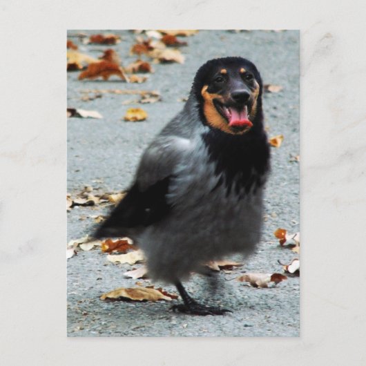 Jackdog Briefkaart (Voorkant)