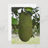 Jackfruit hangend aan boom briefkaart (Voorkant / Achterkant)