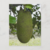 Jackfruit hangend aan boom briefkaart (Voorkant)