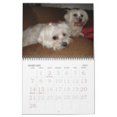 Jackie & Sassy's Wilde & Krazy Adventures Kalender (Feb 2027)