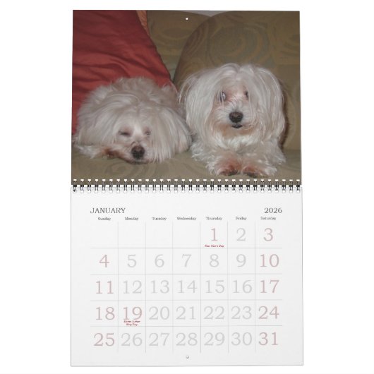 Jackie & Sassy's Wilde & Krazy Adventures Kalender (Jan 2026)