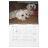 Jackie & Sassy's Wilde & Krazy Adventures Kalender (Feb 2026)