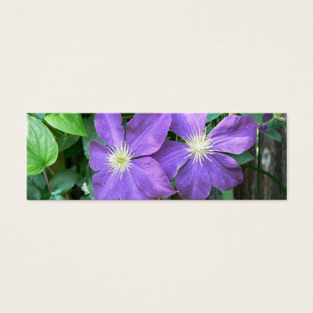 Jackmanii Clematis Mini Visitekaartjes (Voorkant)