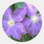 Jackmanii Clematis Ronde Sticker (Voorkant)