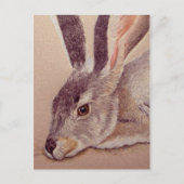 Jackrabbit Briefkaart (Voorkant)
