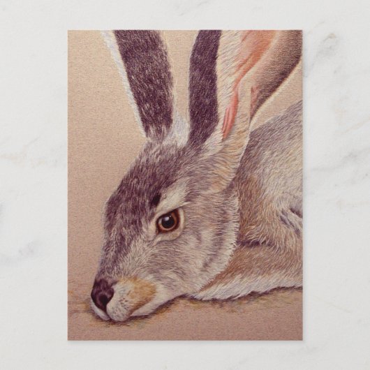 Jackrabbit Briefkaart (Voorkant)
