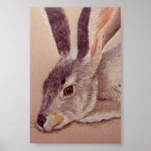 Jackrabbit Poster (Voorkant)