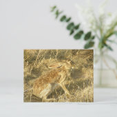 Jackrabbit Sunset Profile Briefkaart (Staand voorkant)