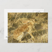 Jackrabbit Sunset Profile Briefkaart (Voorkant / Achterkant)
