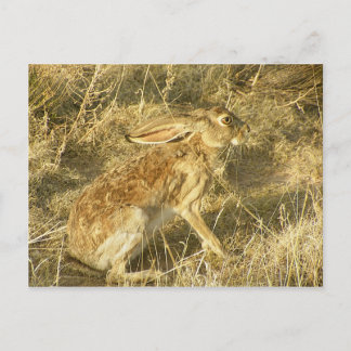 Jackrabbit Sunset Profile Briefkaart