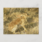 Jackrabbit Sunset Profile Briefkaart (Voorkant)
