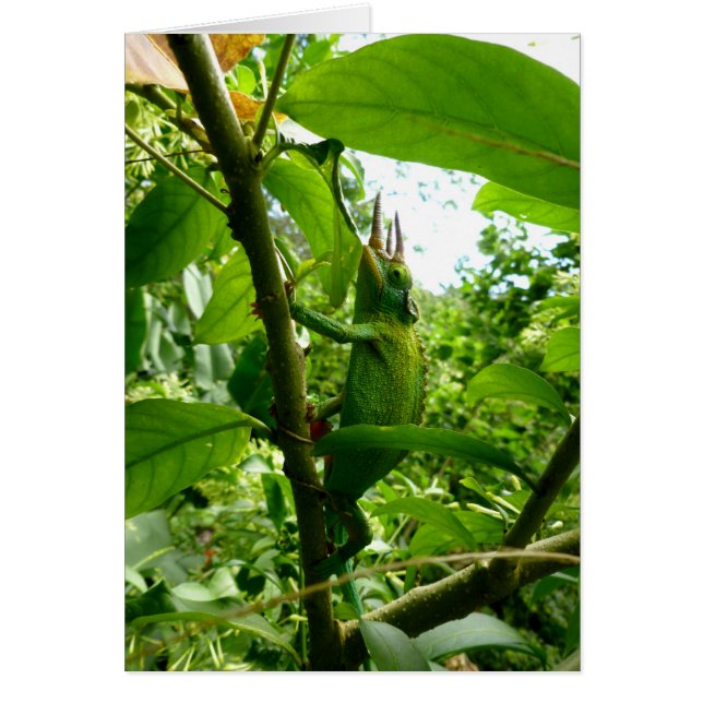 Jackson Chameleon (Voorkant)