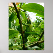 Jackson Chameleon Poster (Voorkant)