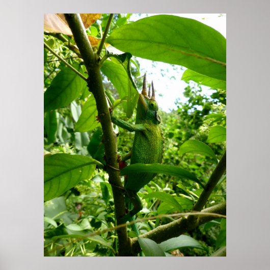 Jackson Chameleon Poster (Voorkant)