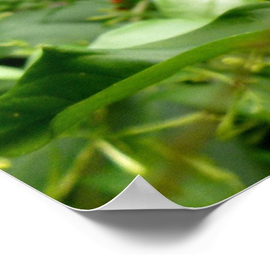 Jackson Chameleon Poster (Hoek)