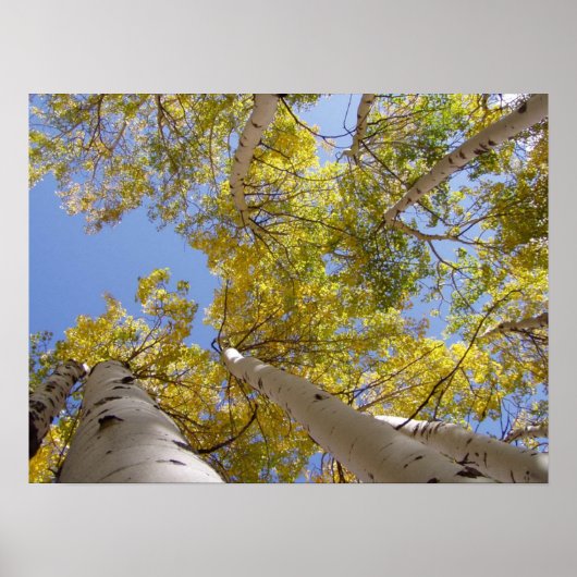 Jackson Hole Wyoming serie Poster (Voorkant)