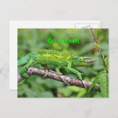 Jacksons Chameleon Briefkaart (Voorkant / Achterkant)
