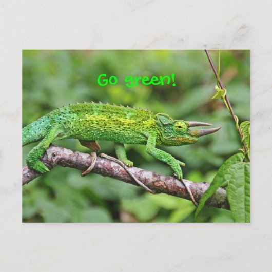 Jacksons Chameleon Briefkaart (Voorkant)