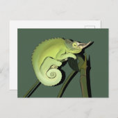 Jackson's Chameleon Briefkaart (Voorkant / Achterkant)