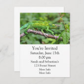 Jacksons Chameleon Kaart (Voorkant / Achterkant)